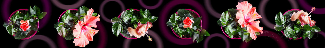 Скинали — Розовые цветы в горшках