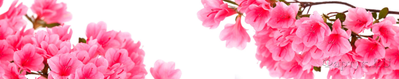 Скинали — Цветы розовой азалии