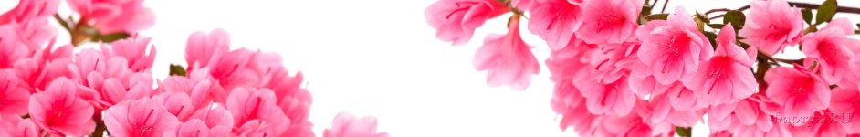 Скинали — Цветы розовой азалии