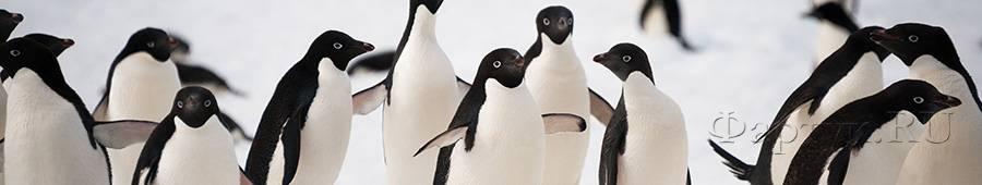 Скинали — Пингвины