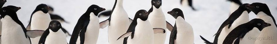 Скинали — Пингвины