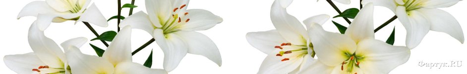 Скинали — Белые лилии