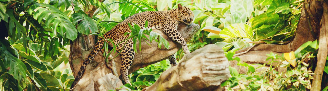 Скинали — Отдыхающий леопард