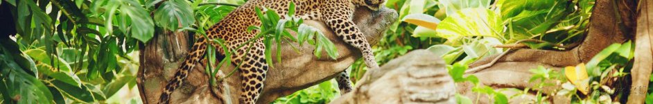 Скинали — Отдыхающий леопард