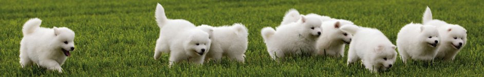 Скинали — Собаки на лужайке
