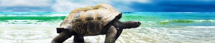 Скинали — Морская черепаха на песчаном берегу.