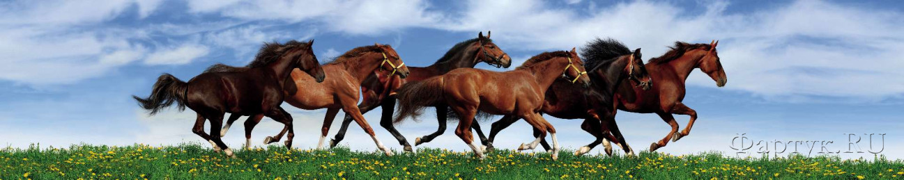 Скинали — Бегущие лошади