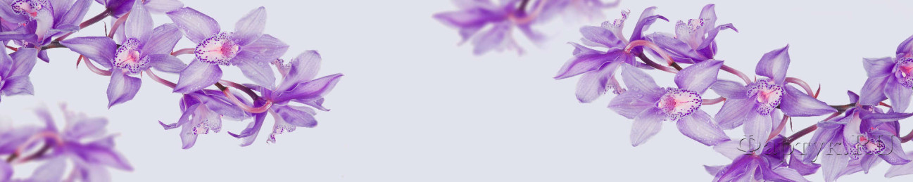 Скинали — Крупные фиолетовые цветки
