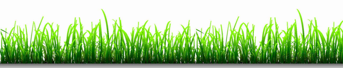 Скинали — Свежая весенняя трава на белом фоне