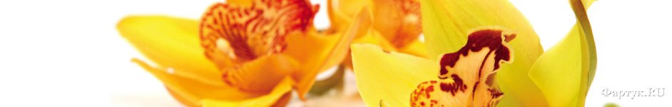Скинали — Желтые орхидеи крупным планом