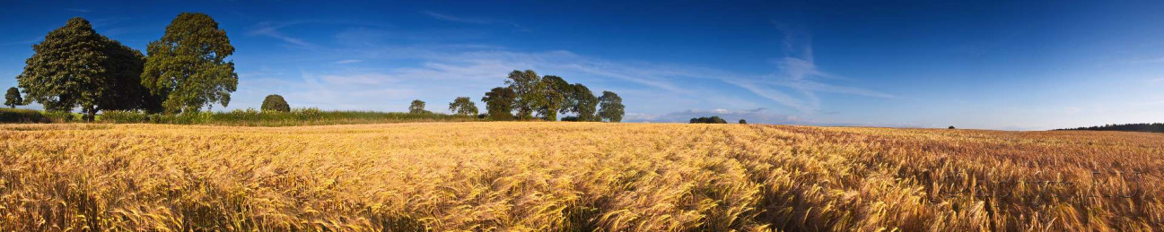 Скинали — Пшеничные поля