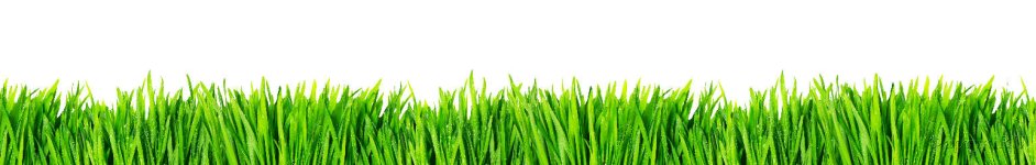 Скинали — Зеленая трава на белом фоне 