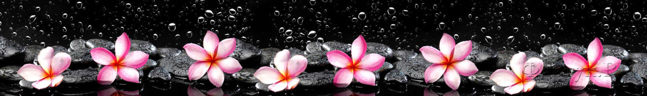 Скинали — Нежно-розовые орхидеи в каплях на черном фоне 