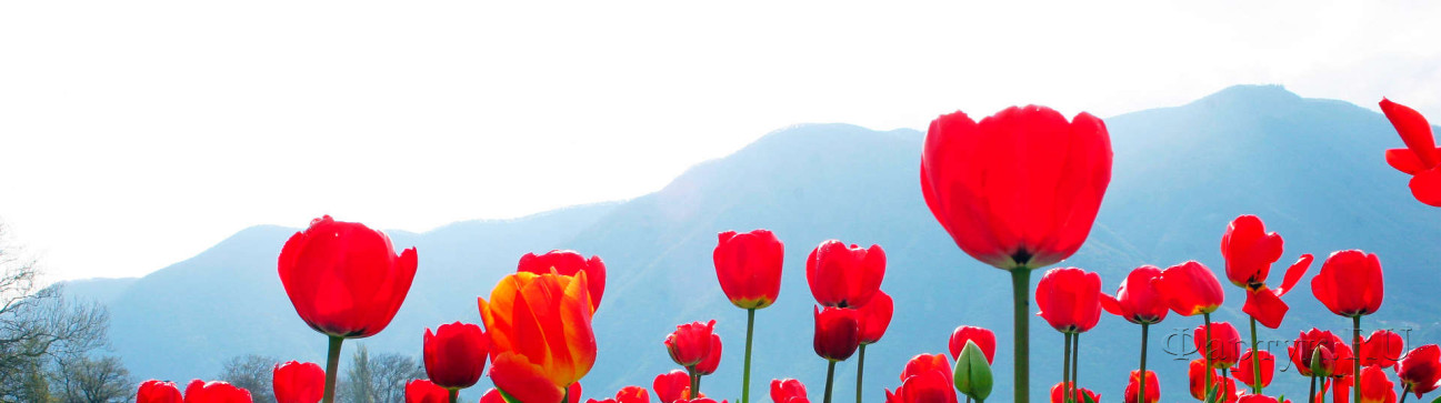 Скинали — Красные тюльпаны