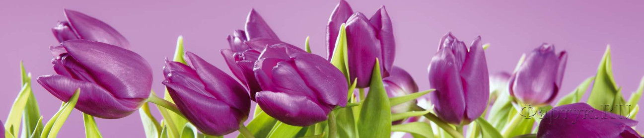 Скинали — Фиолетовые тюльпаны