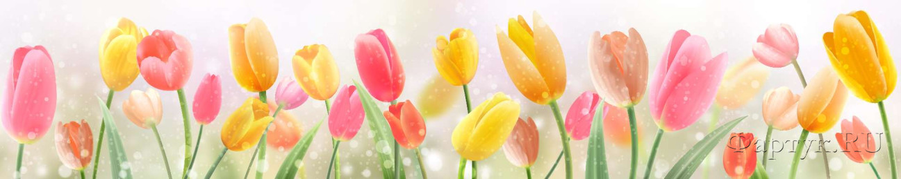 Скинали — Тюльпаны на белом фоне