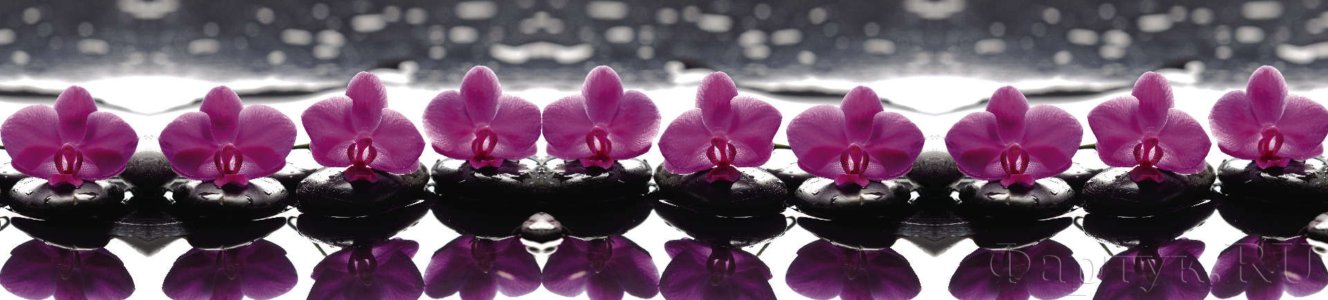 Фиолетовые орхидеи на камнях