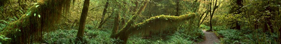 Скинали — Тропа в джунглях