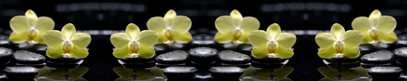 Скинали — Желтые орхидеи на черных камнях