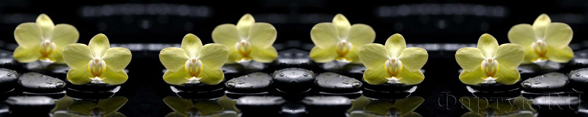 Желтые орхидеи на черных камнях