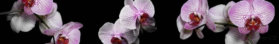 Скинали — Орхидеи на черном фоне