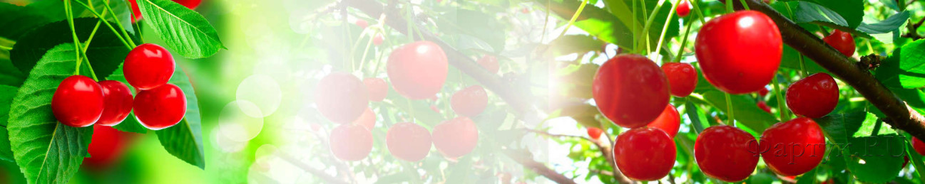 Скинали — Ягоды вишни на фоне солнечного света