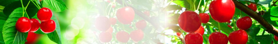 Скинали — Ягоды вишни на фоне солнечного света