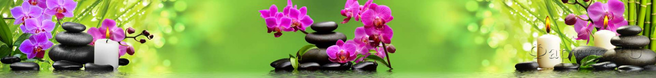 Скинали — Фиолетовая орхидея на камнях