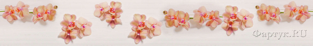 Скинали — Нежнейшие орхидеи 