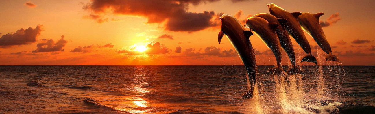 Скинали — Дельфины на фоне заката