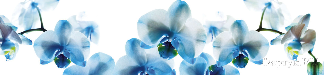 Скинали — Голубые орхидеи