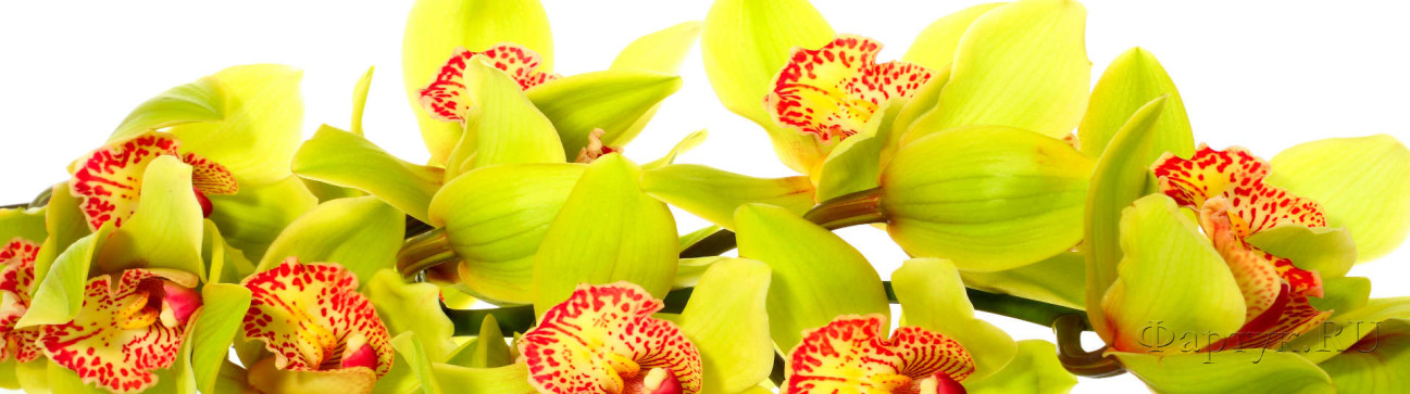Скинали — Орхидея
