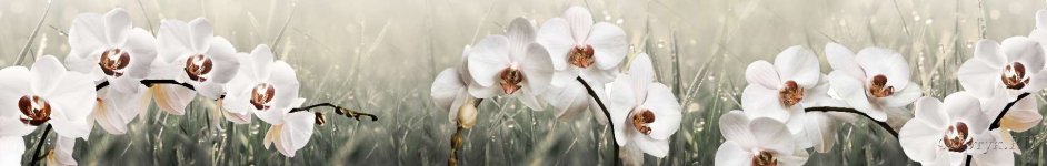 Скинали — Белые орхидеи