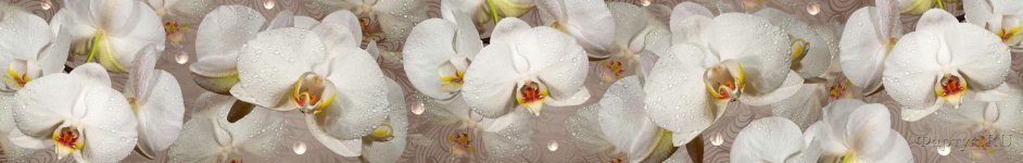Скинали — Орхидеи
