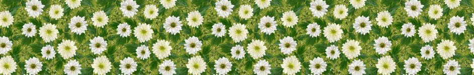 Скинали — Белые ромашки в зелени 