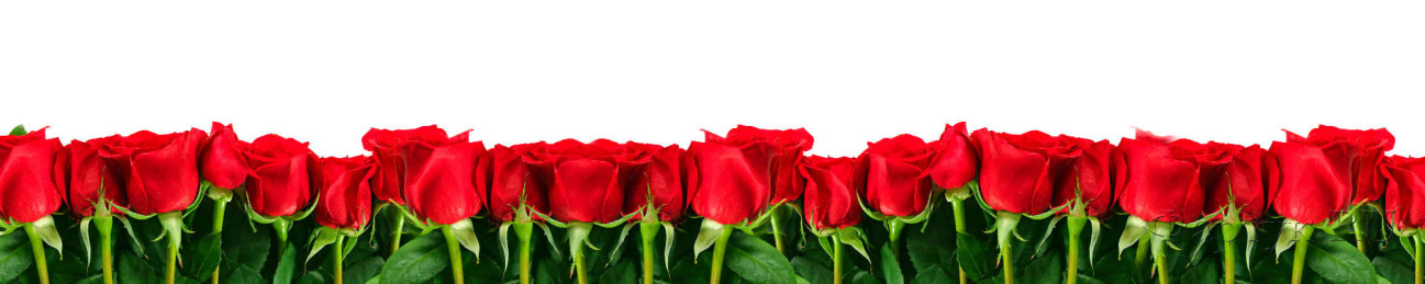 Скинали — Красные розы на белом фоне