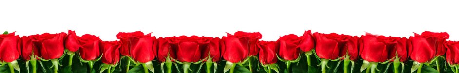 Скинали — Красные розы на белом фоне