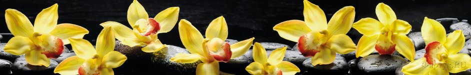 Скинали — Желтые крупные орхидеи