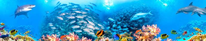 Скинали — Невероятный подводный мир 