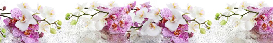 Скинали — Орхидеи крупным планом 