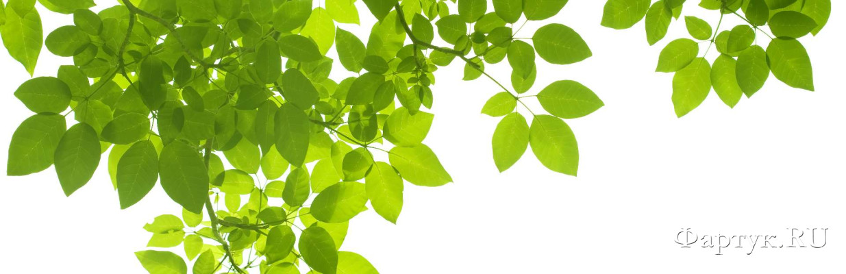 Скинали — Березовые листья на белом фоне