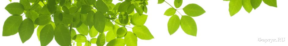Скинали — Березовые листья на белом фоне