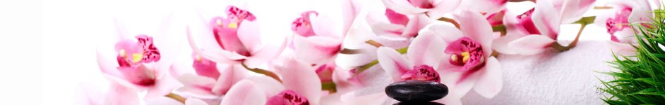 Скинали — Розовые орхидеи с камнями на белом фоне