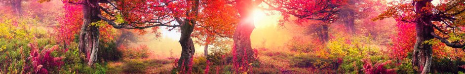Скинали — Лес в ярких осенних красках
