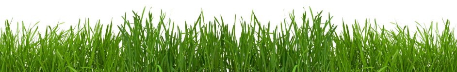 Скинали — Зеленая трава на белом фоне 