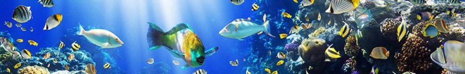 Скинали — Разноцветные рыбки в воде