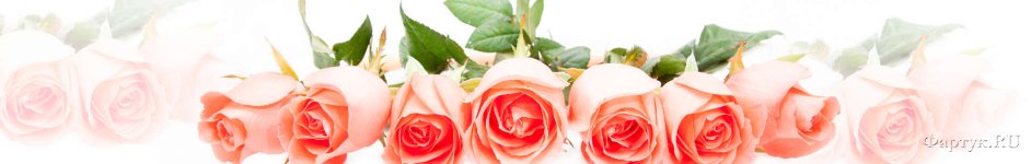 Скинали — Розы на белом фоне