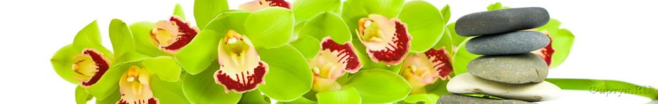 Скинали — Салатовая ветка орхидеи
