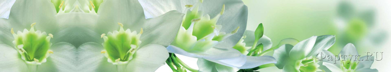 Скинали — Бело-зеленые орхидеи