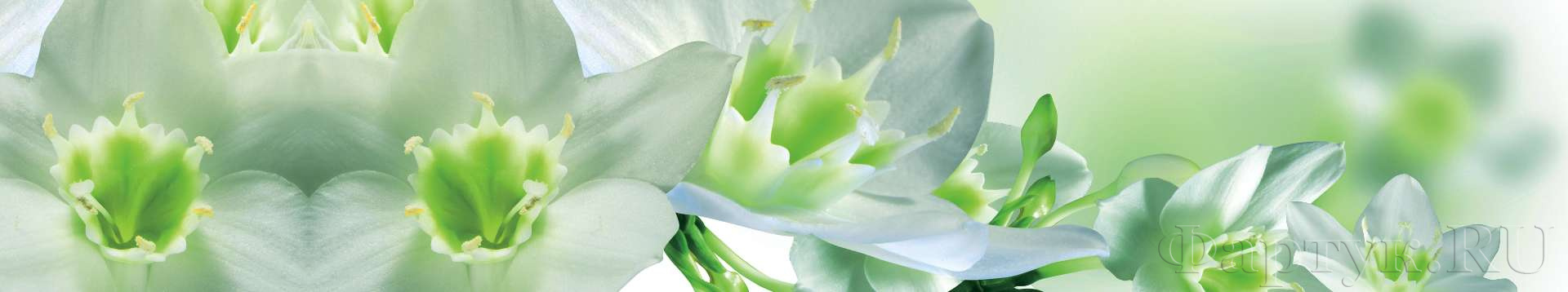 Бело-зеленые орхидеи